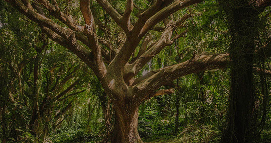 Изображение карточки